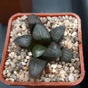 Haworthia bayeri