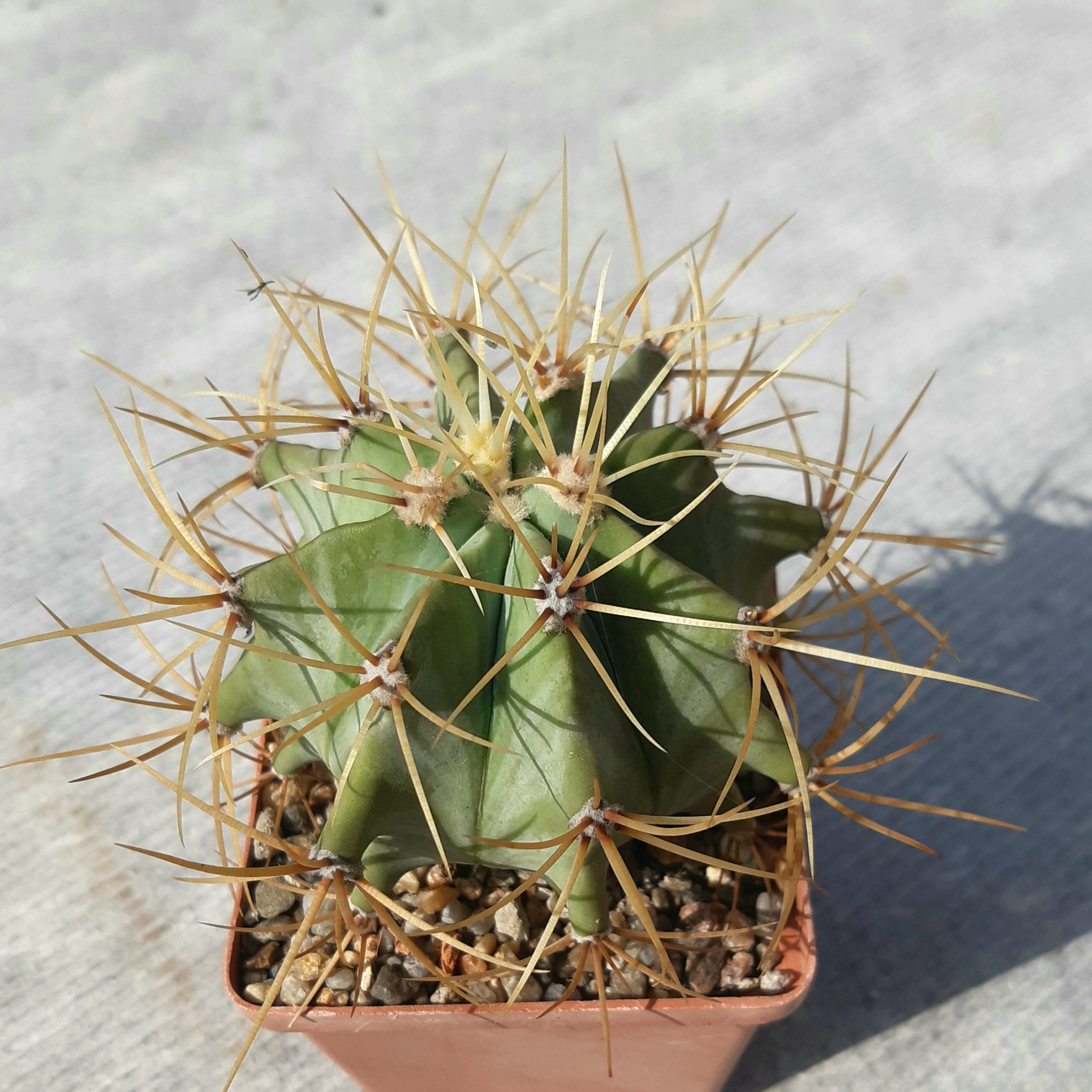 Ferocactus glaucescens
