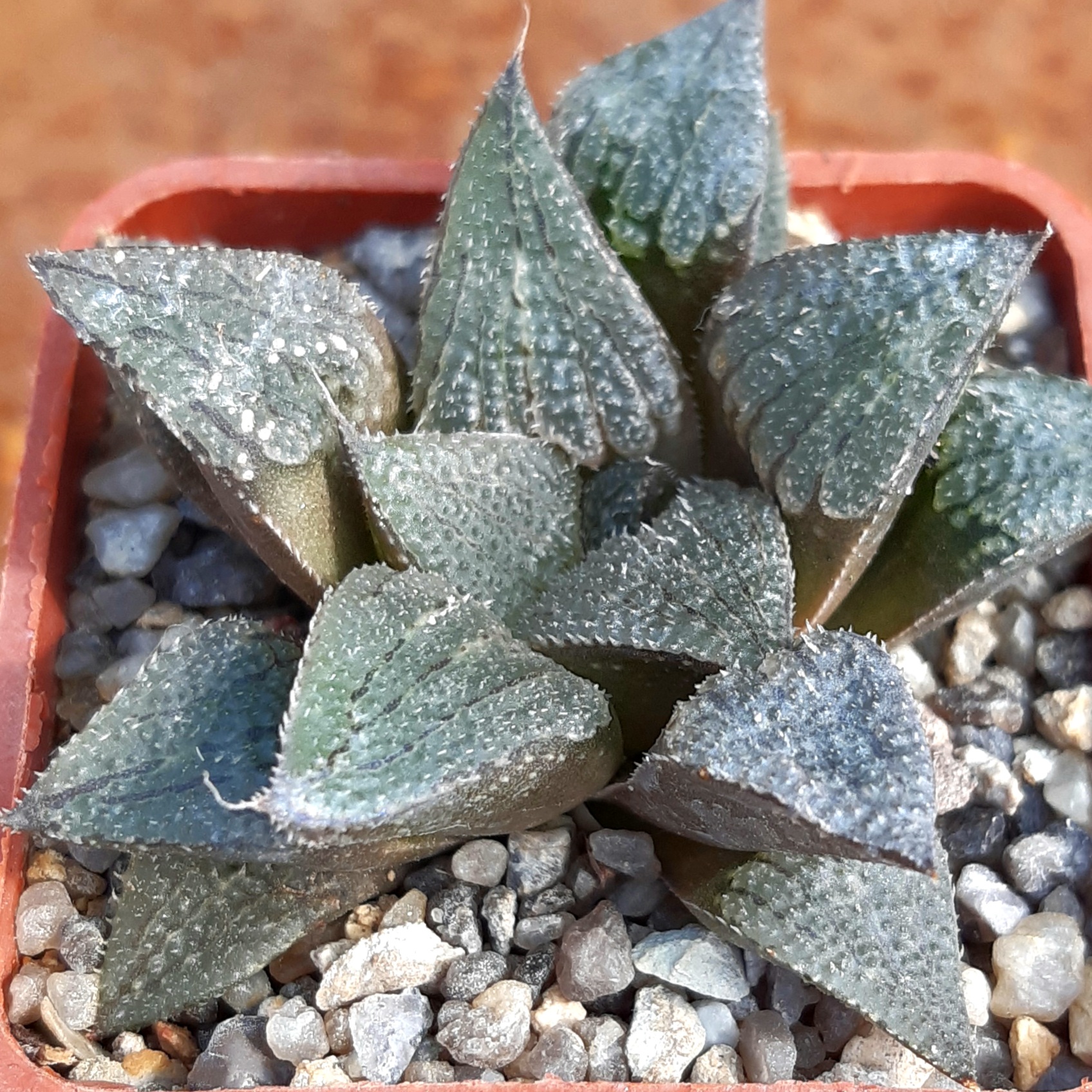 Haworthia multihybrid