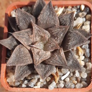 Haworthia multihybrid
