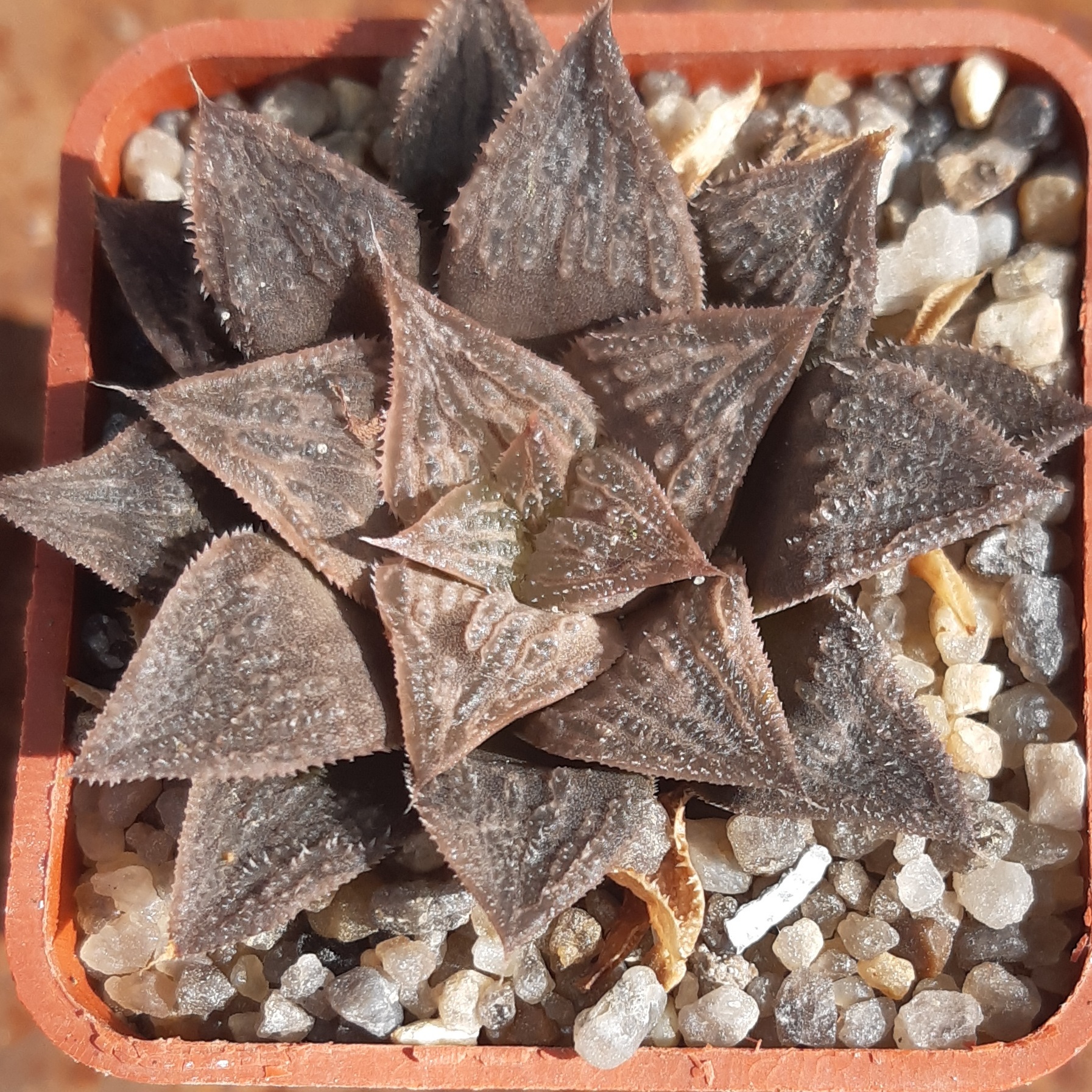 Haworthia multihybrid