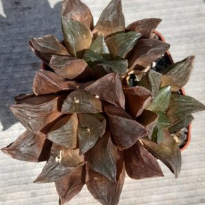 Haworthia hybrid