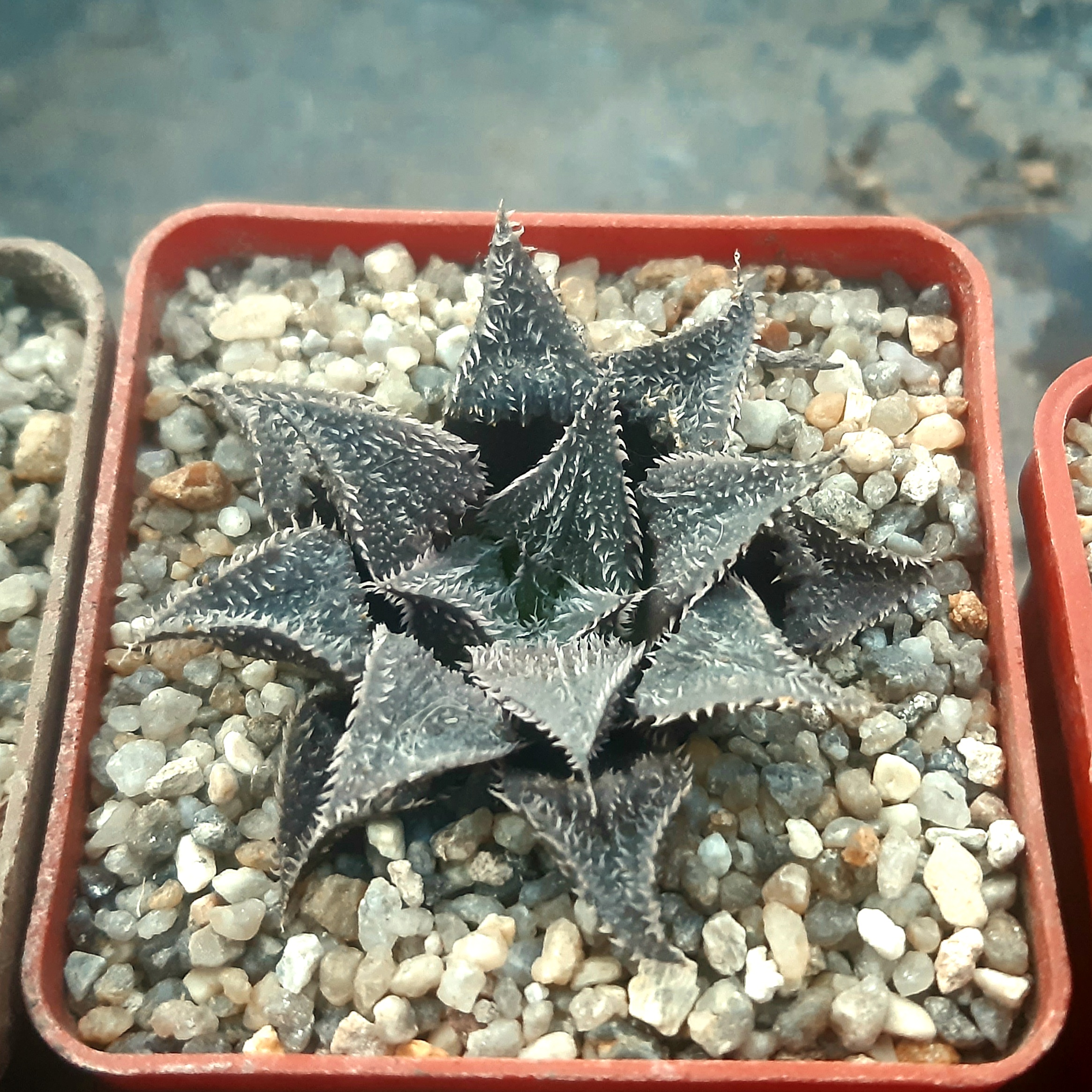 Haworthia multihybrid