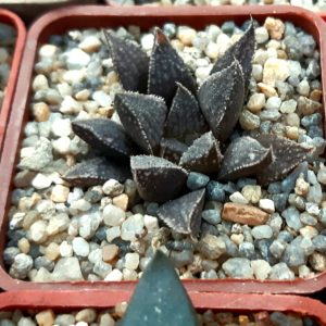Haworthia multihybrid