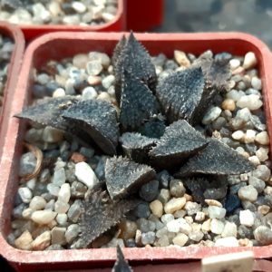 Haworthia multihybrid