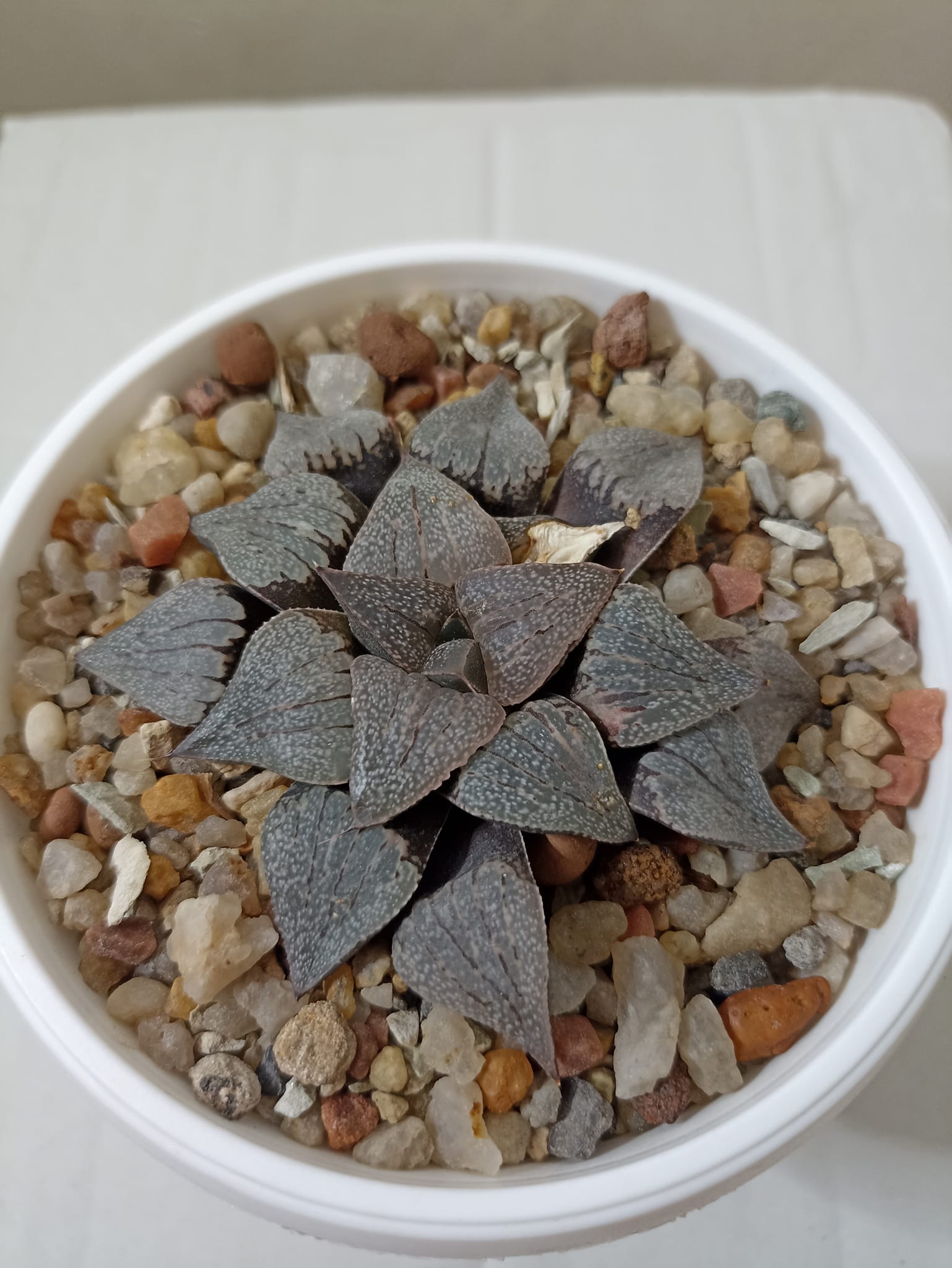 Haworthia Picta