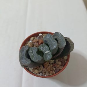 Haworthia Truncata