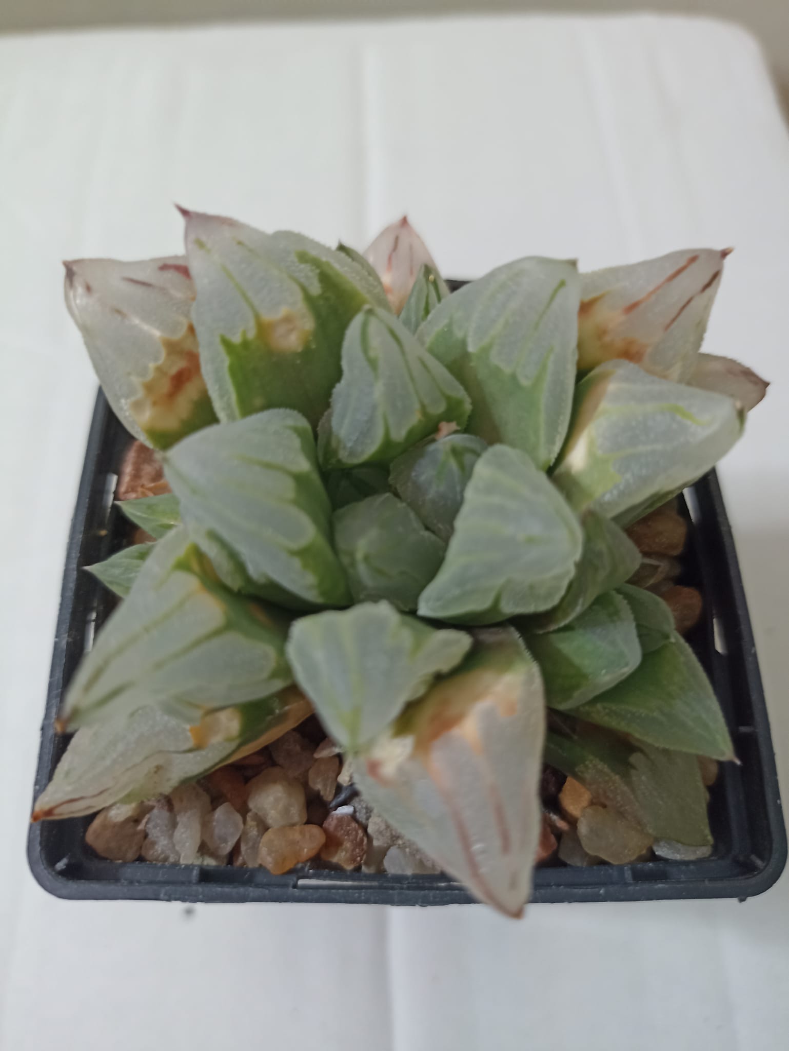 Haworthia Pygmaea Ice City