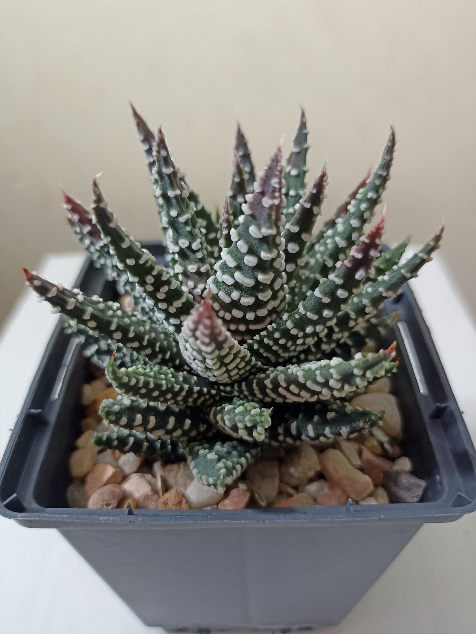 Haworthia Pumila