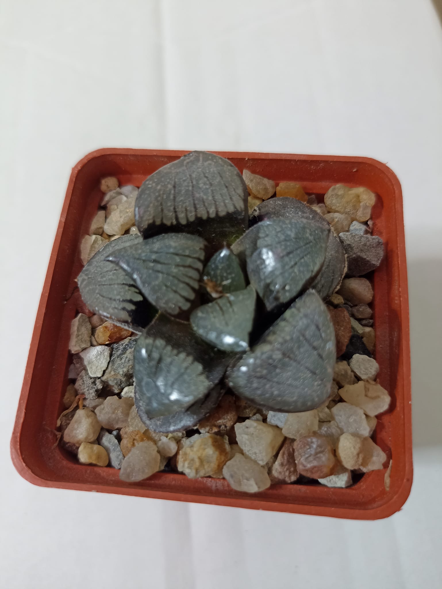 Haworthia Springbokvlakensis Crystal Ball