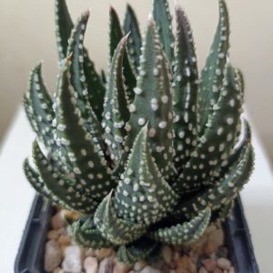 Haworthia Pumila