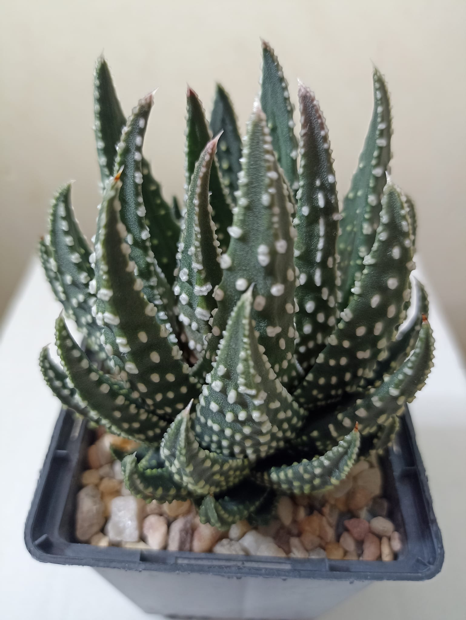 Haworthia Pumila