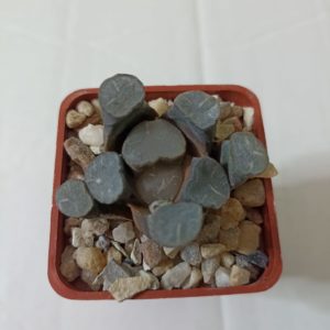 Haworthia Maughanii