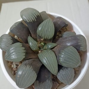 Haworthia Correcta Circuit Board