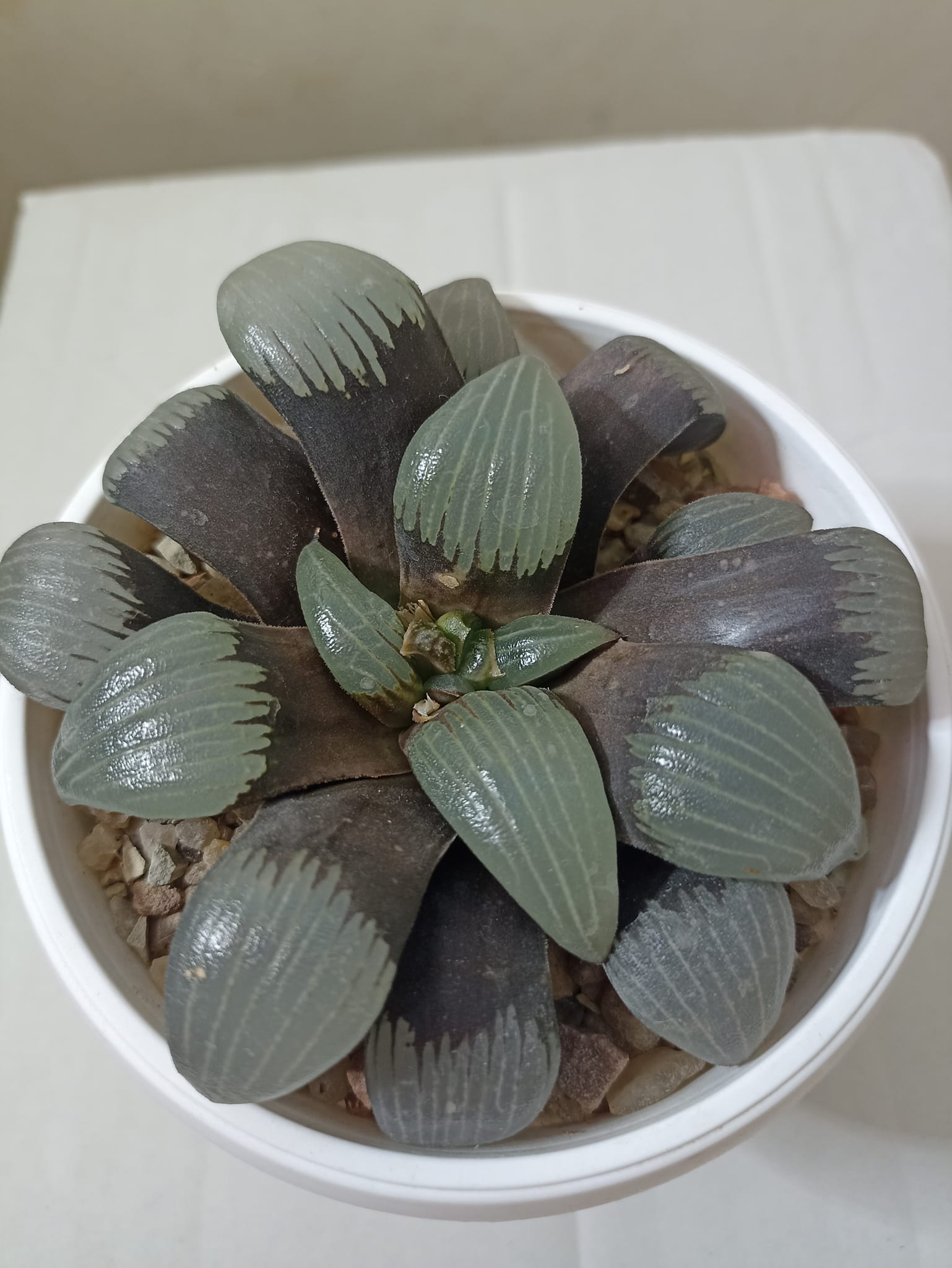 Haworthia Correcta Circuit Board