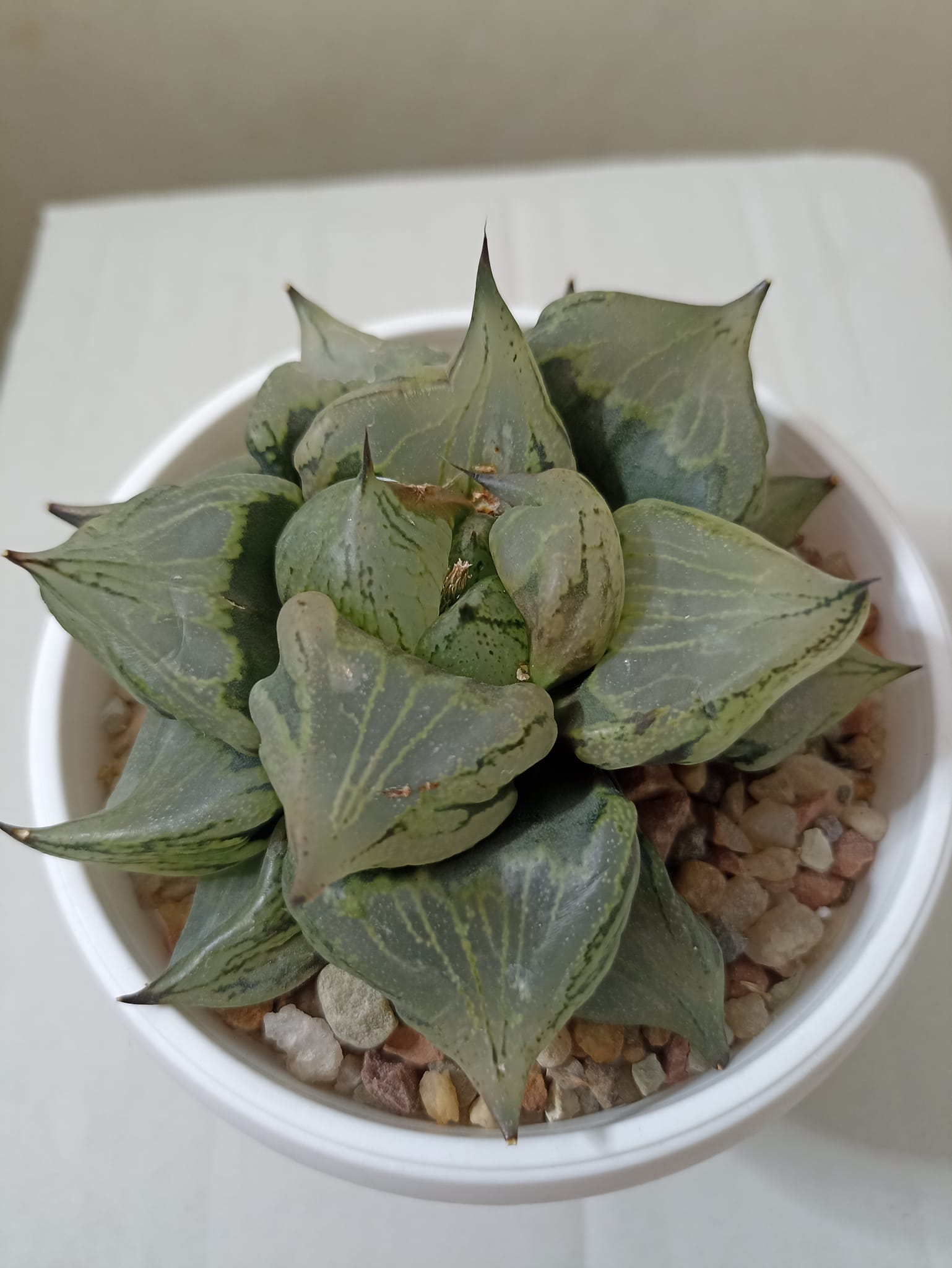 Haworthia Comptoniana Urahannya