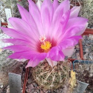 Thelocactus bicolor v. flavidispinus SB424