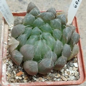 6027 Haworthia cooperi -N of Somerset East-