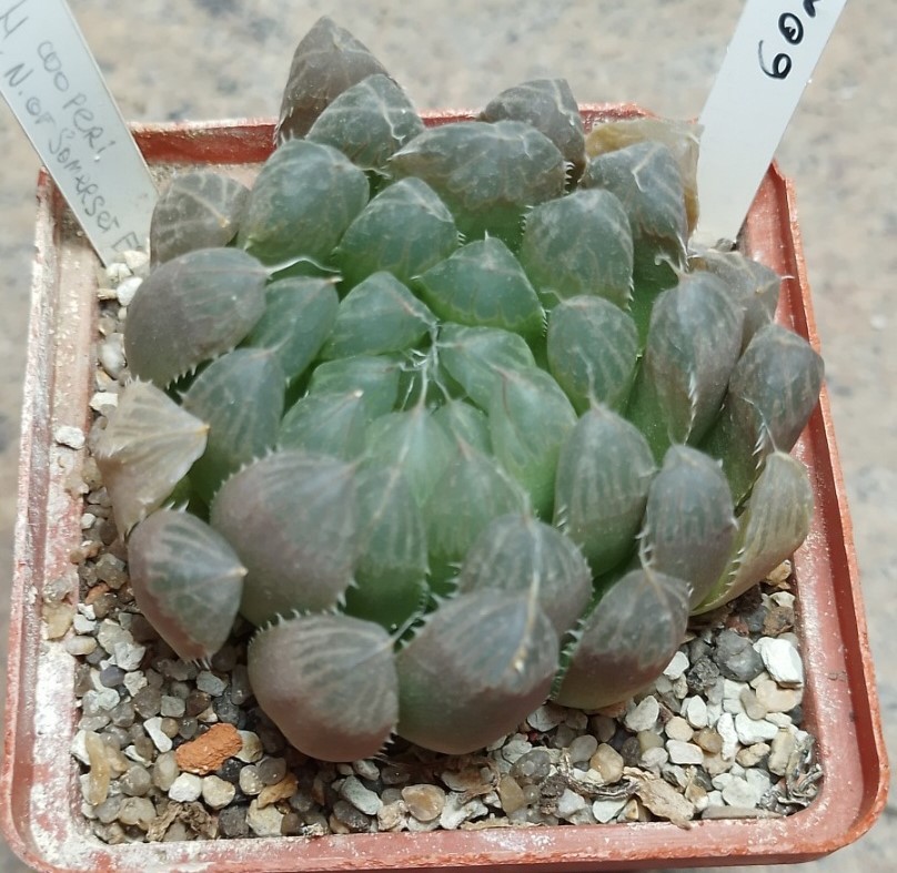 6027 Haworthia cooperi -N of Somerset East-