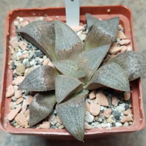 6036 Haworthia picta v.tricolor GM 256 -Rooiberg Pass-