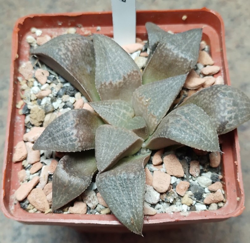6036 Haworthia picta v.tricolor GM 256 -Rooiberg Pass-