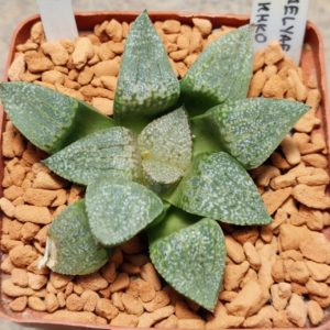 6037 Haworthia emelyae