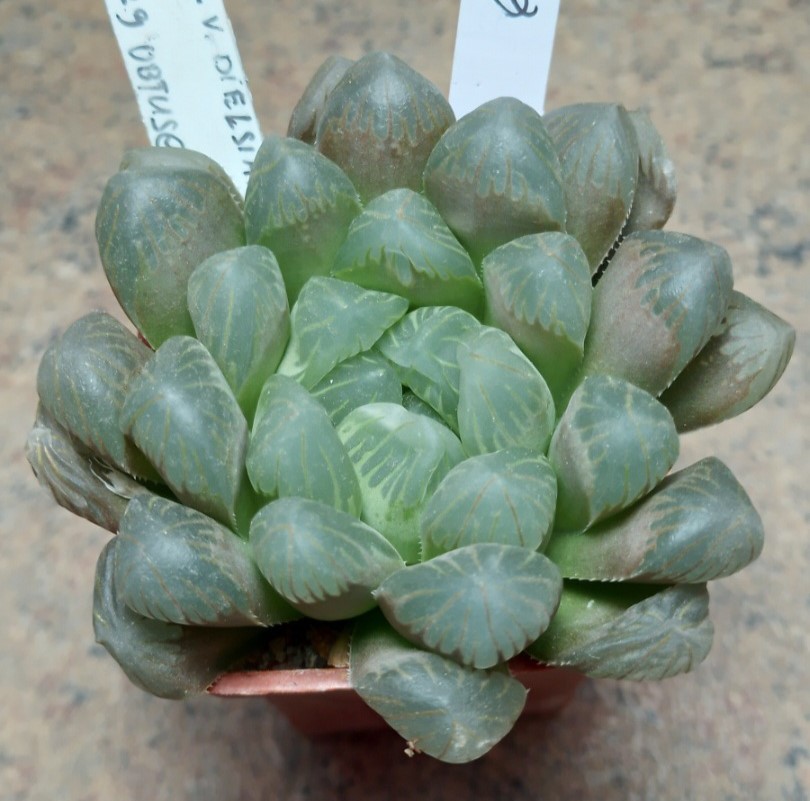 6044 Haworthia cooperi v.dielsiana x obtusa 'Purple Dodson'