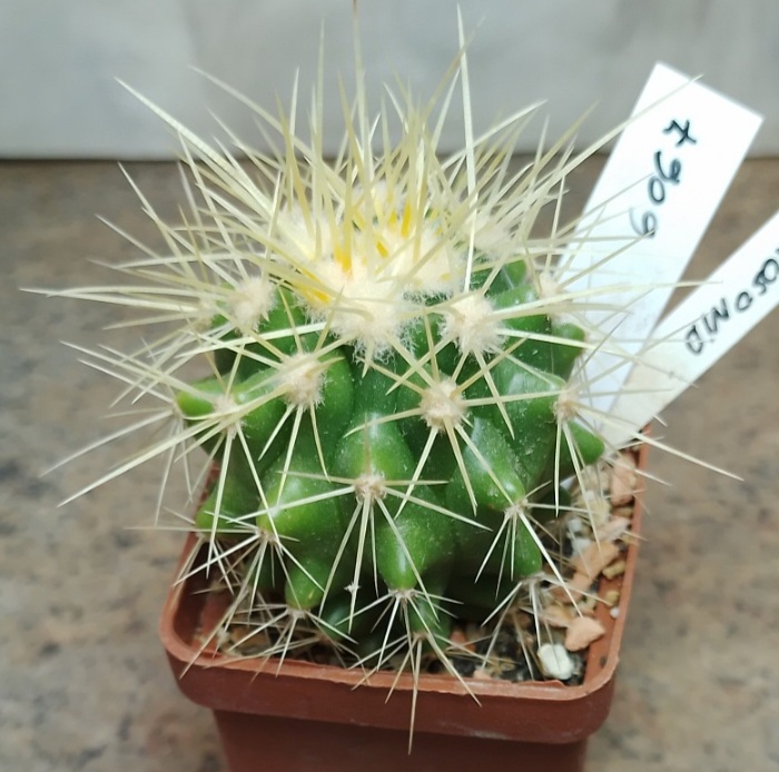 6067 Echinocactus grusonii