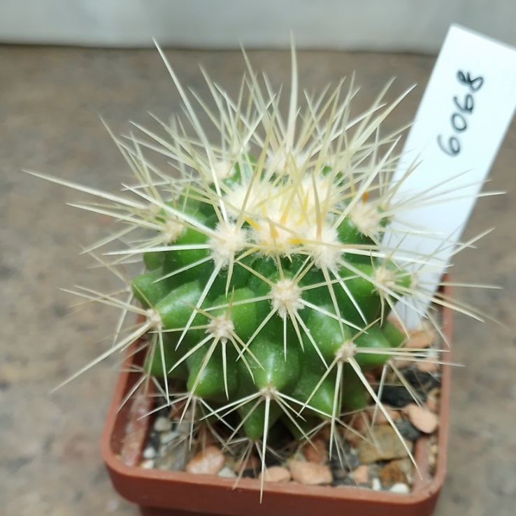 6068 Echinocactus grusonii