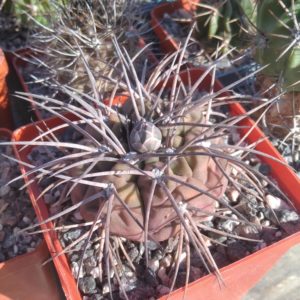 Gymnocalycium spegazzinii v. horyzontalonium -s