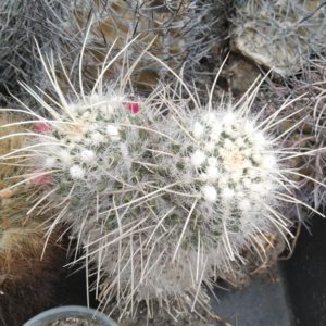 Mammillaria nejapensis v. longispina -s