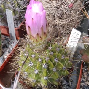 Acanthocalycium spec. TOM421-03