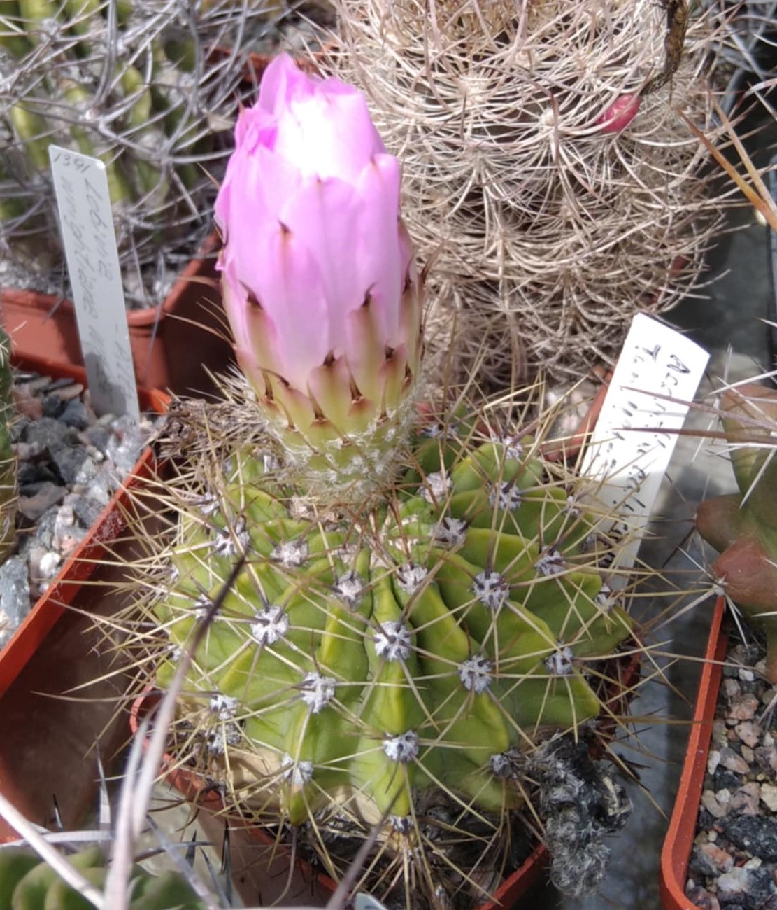 Acanthocalycium spec. TOM421-03