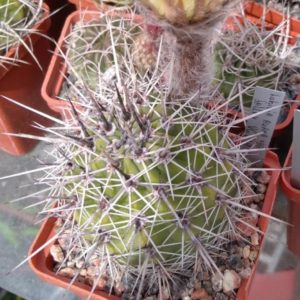 Lobivia aurea v. fallax VG249