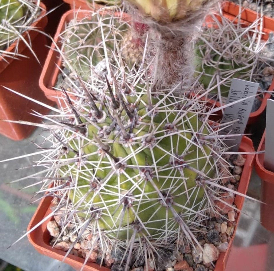 Lobivia aurea v. fallax VG249