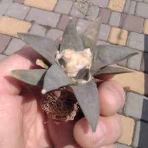 Аriocarpus refusus v. furfursceus  GL89.1 -Mesa Garden-