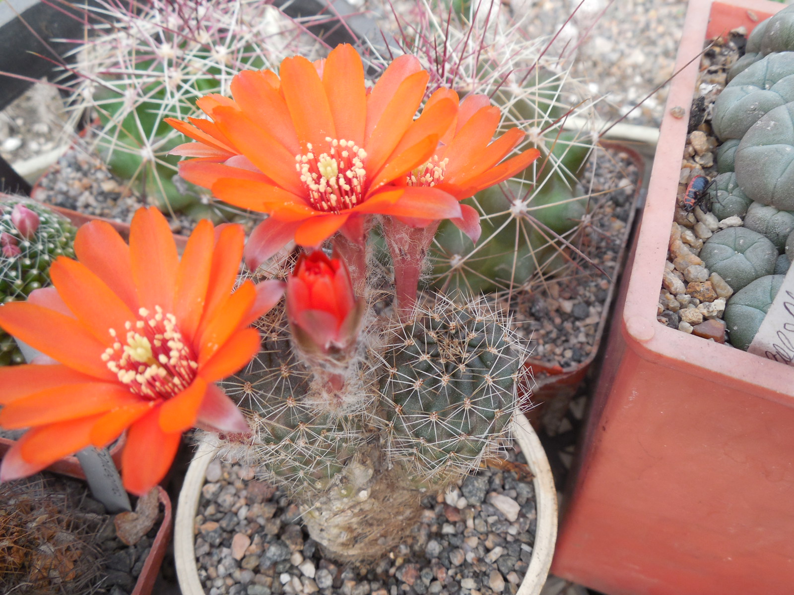 Mediolobivia ritteri
