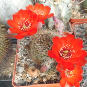 Rebutia eunanthema - v.aculata KK 973