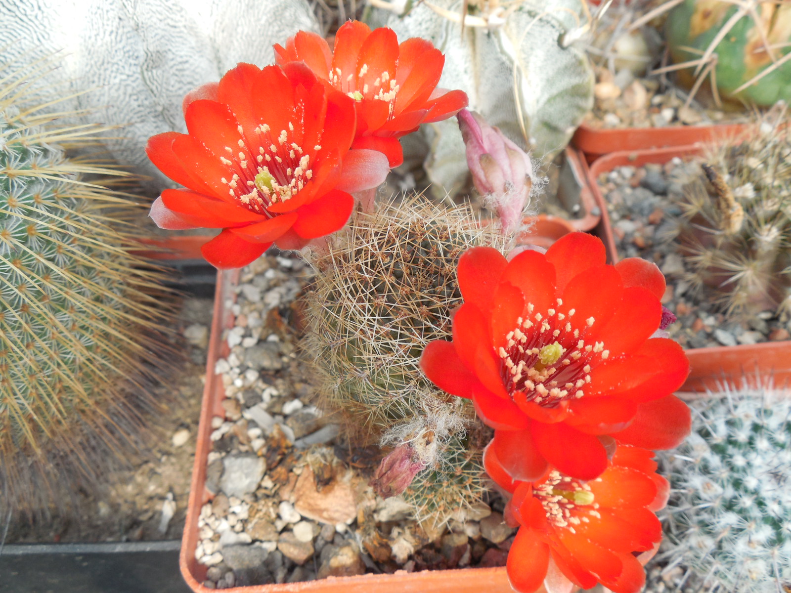 Rebutia eunanthema - v.aculata KK 973