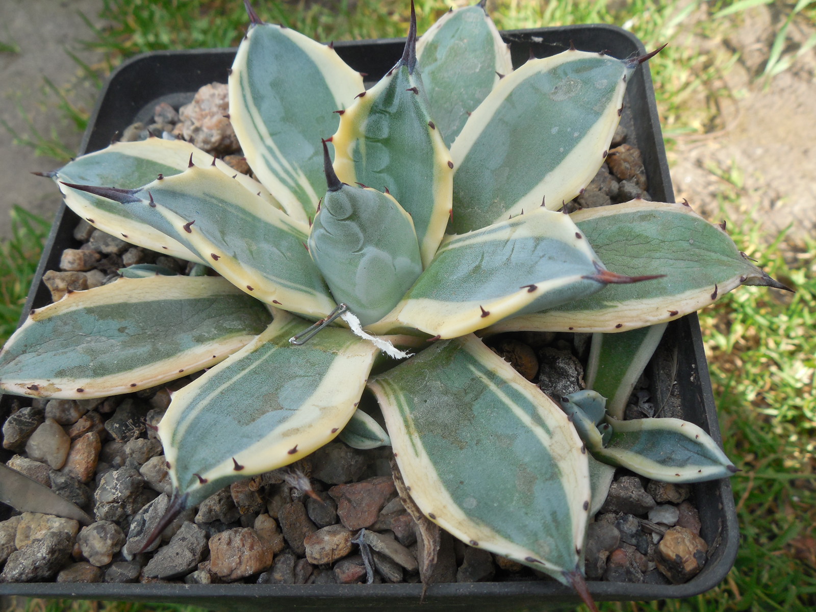Agave patonii - f.variegata