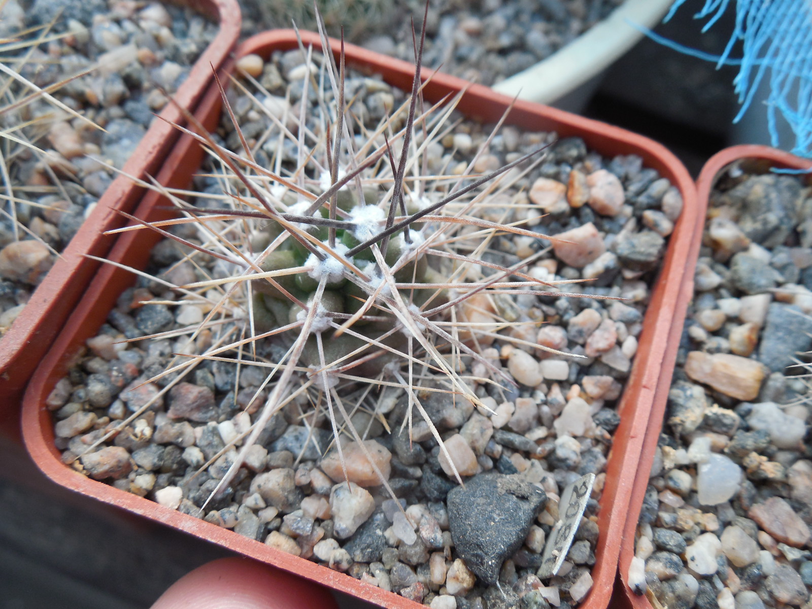 Echinocereus triglochidiatus RP 114 (18) - Laguna, NM - long sp. form. - (to -23*C) MG -