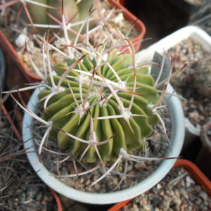 Echinofossulocactus coptonogonus P 469 - Piltz -
