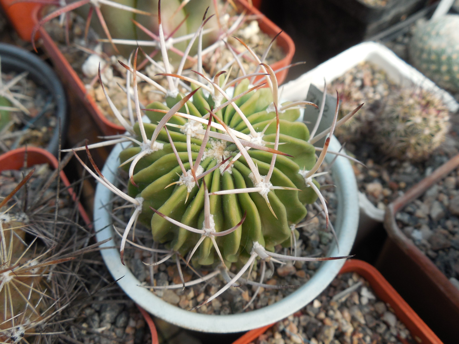 Echinofossulocactus coptonogonus P 469 - Piltz -