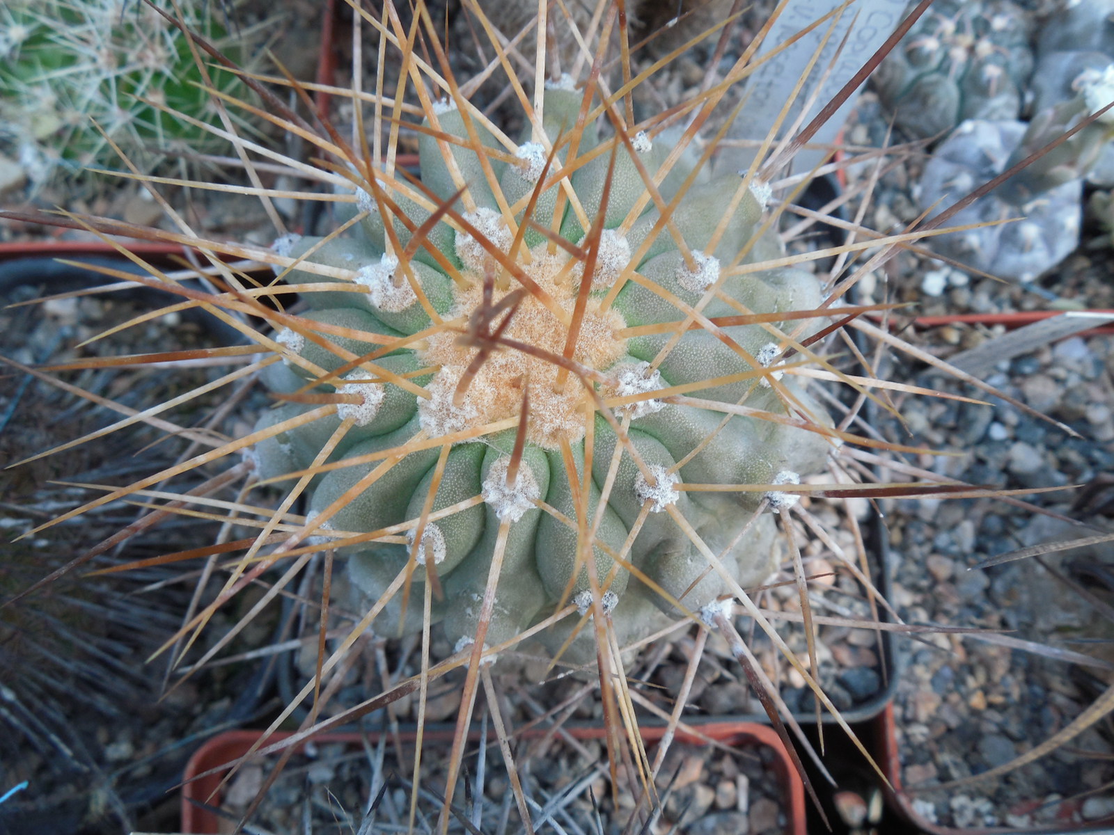 Copiapoa gigantea - v. haseltoniana WM 097 - Paposo - Piltz -