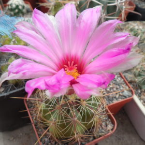 Thelocactus bicolor - MG -