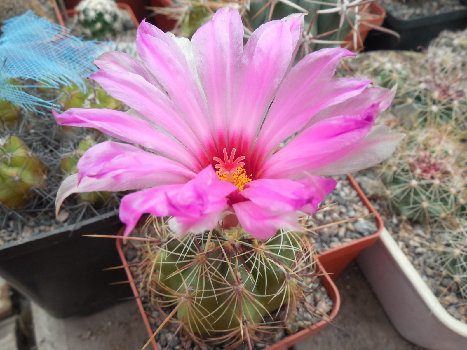 Thelocactus bicolor - MG -