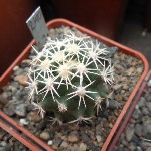 Coryphantha compacta GL 67 - MG -