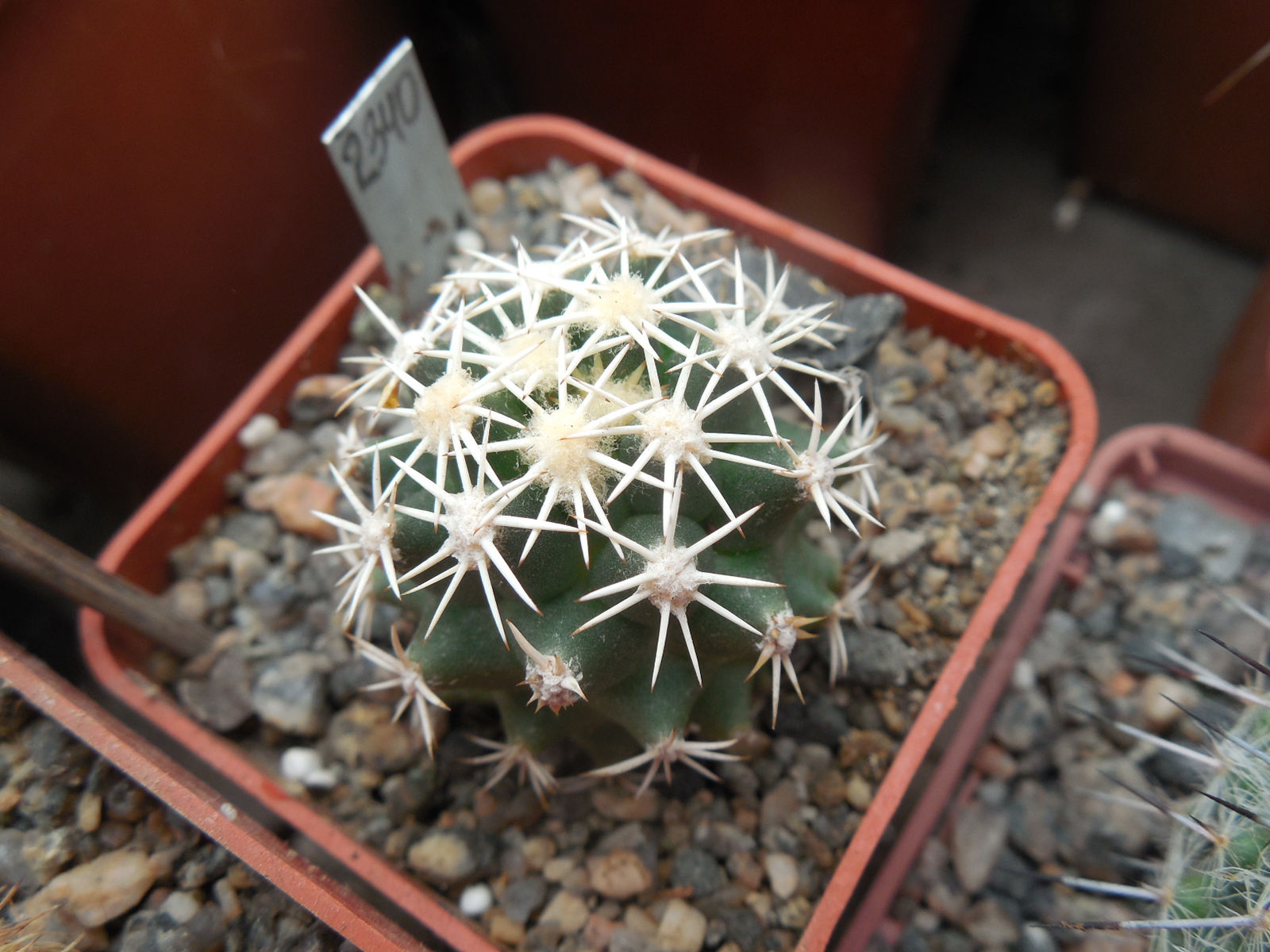Coryphantha compacta GL 67 - MG -