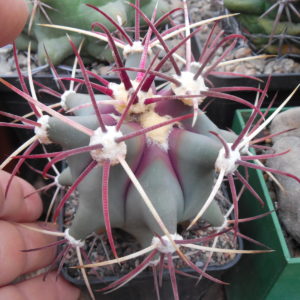 Ferocactus  sp.  Arizona,  aff.emory