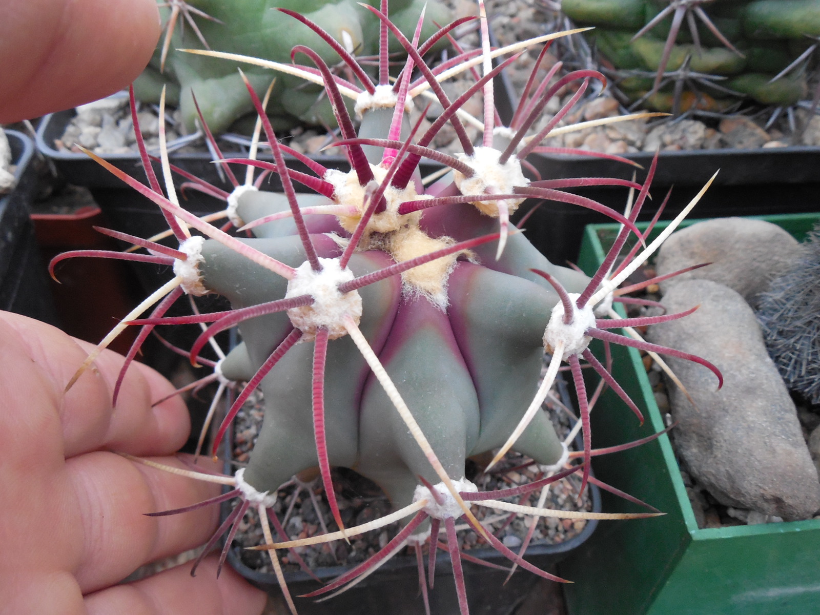 Ferocactus  sp.  Arizona,  aff.emory